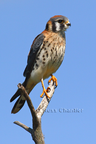 American Kestrel © Russ Chantler